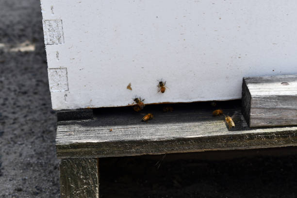 istock Hide entrance with honey bees 1205341345