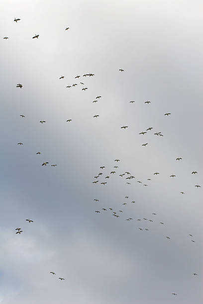 snowgeese (anser caerulescens) landing, canada - vogelzug foto e immagini stock