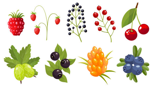 ilustraciones, imágenes clip art, dibujos animados e iconos de stock de colección de ramitas de bayas silvestres. baya del bosque. fruta dulce - gooseberry fruit bush green