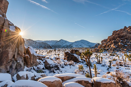 This is a photograph of a Joshua tree in the desert landscape of the California national park in spring.
