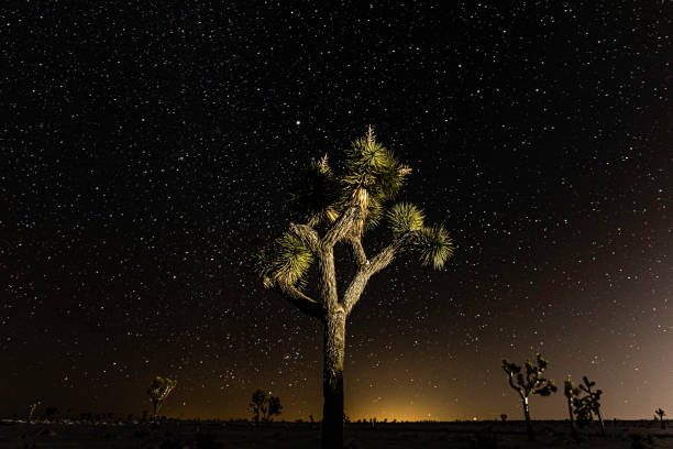 Free Stock Photo of Starry sky above a desert with a Joshua tree ...