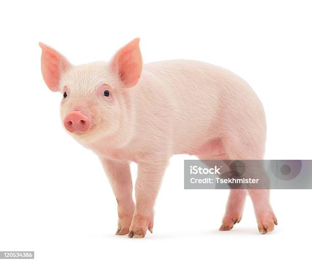 Schwein Stockfoto und mehr Bilder von Schwein - Schwein, Freisteller – Neutraler Hintergrund, Ferkel