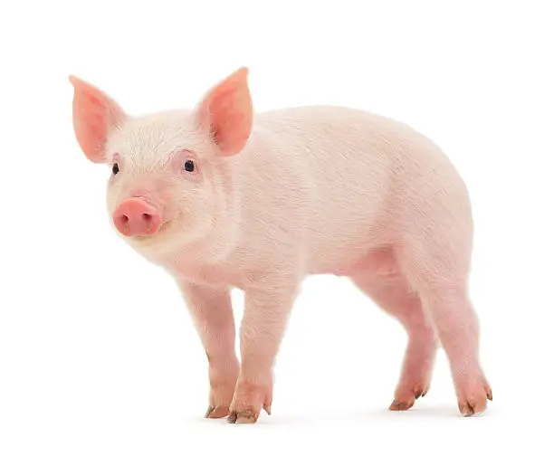 Pig who is represented on a white background