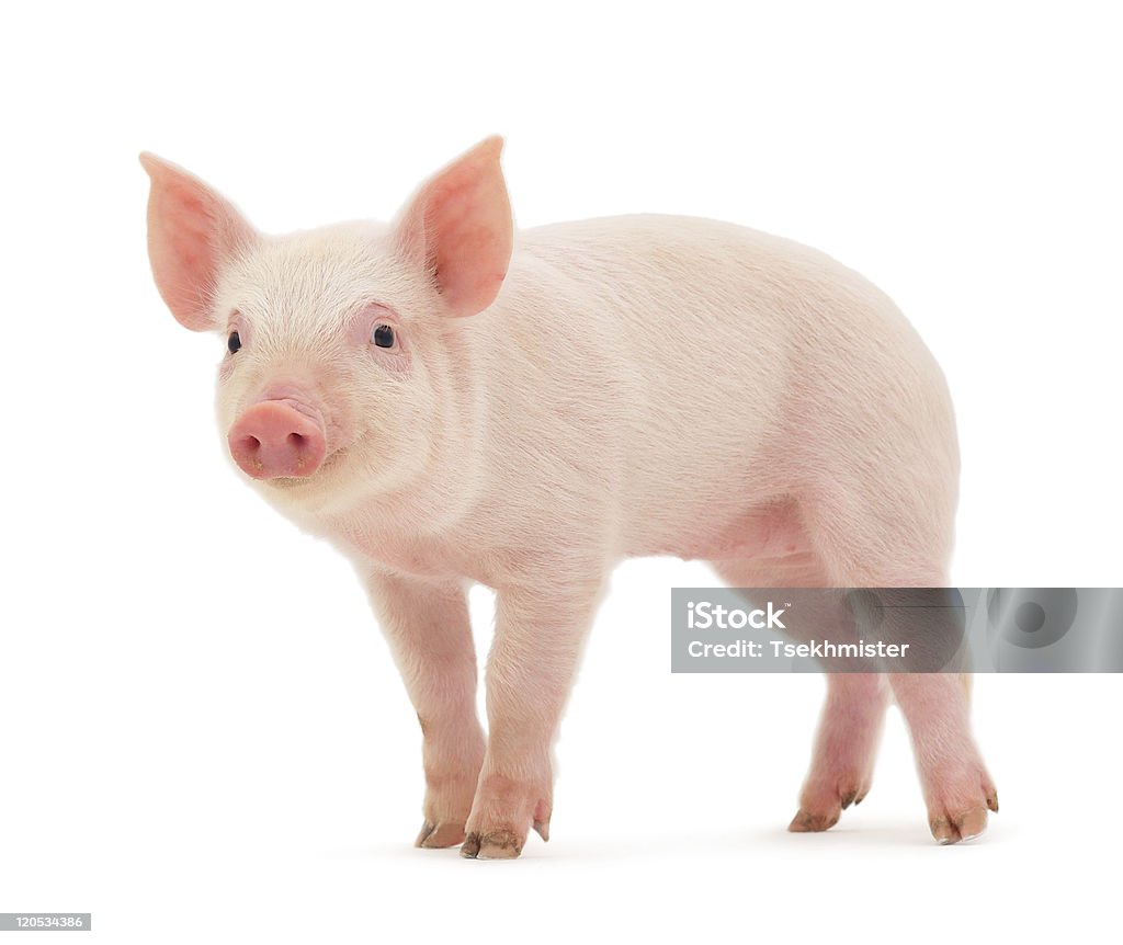 Свинья - Стоковые фото Свинья - Копытное животное роялти-фри