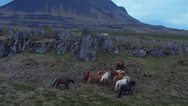 istock Wild horses running on the meadow 1205344207