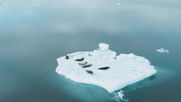 istock Seals on a block of ice 1205344321
