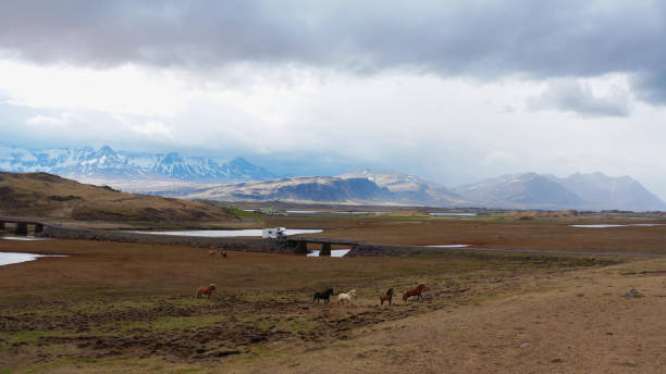 istock Wild horses running on the meadow 1205344423