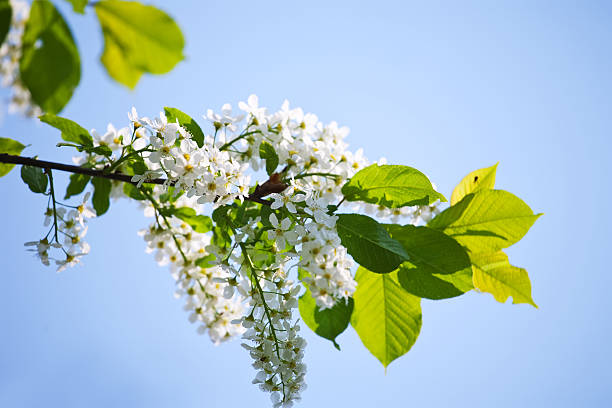 istock branch of bird cherry 120534517