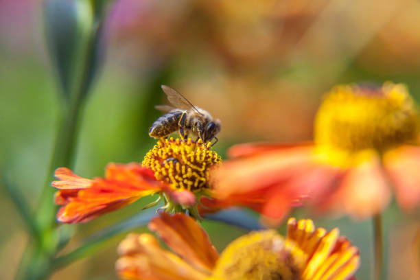 istock Honey bee covered with yellow pollen drink nectar, pollinating orange flower. Inspirational natural floral spring or summer blooming garden or park background. Life of insects. Macro close up 1205345540
