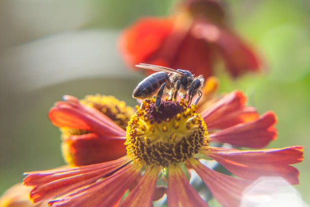 istock Honey bee covered with yellow pollen drink nectar, pollinating orange flower. Inspirational natural floral spring or summer blooming garden or park background. Life of insects. Macro close up 1205345566