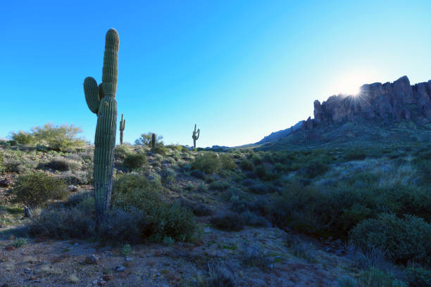 istock Cacti at Sunrise at Superstition Mountains 1205346547