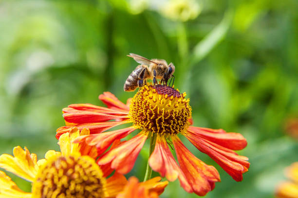 istock Honey bee covered with yellow pollen drink nectar, pollinating orange flower. Inspirational natural floral spring or summer blooming garden or park background. Life of insects. Macro close up 1205346770