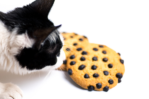 Cat sniffing chocolate chip cookies on white closeup