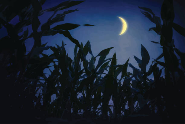 кукурузные стебли ночью - farm vegetable black landscape stock illustrations