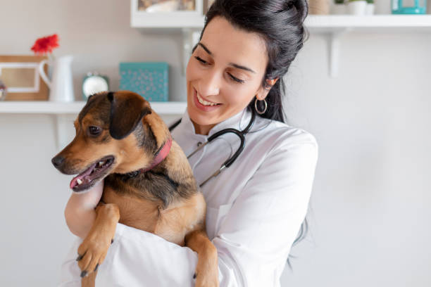 veterinária fêmea com um cachorro - veterinary office - fotografias e filmes do acervo