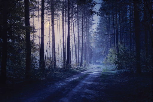 road through the night forest