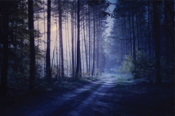road through the night forest Scary road through night forest. Vector. moon silhouettes stock illustrations