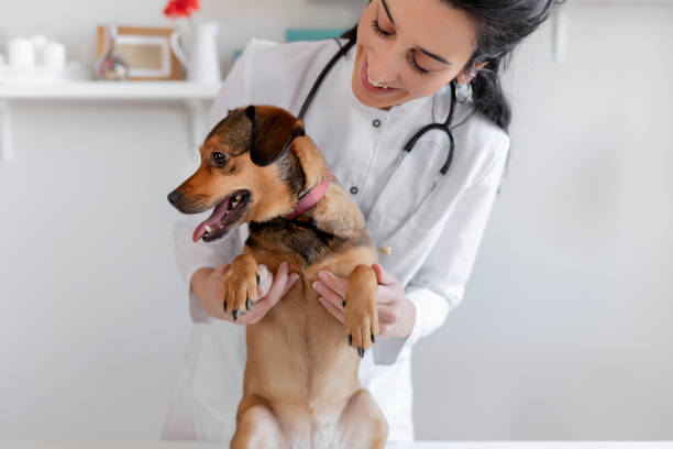 istock Veterinarian Doctor Examining a Puppy 1205349166