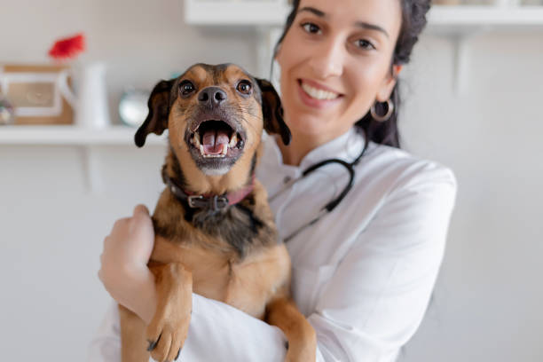 weibliche vet mit einem hund - veterinary office stock-fotos und bilder