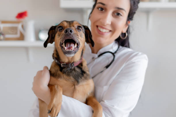 veterinario femenino con un perro - pets dog office vet fotografías e imágenes de stock