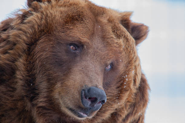 istock Grizzly Bear Portrait Tight Shot 1205349306