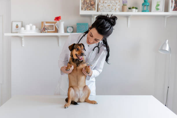 犬と女性の獣医 - pets dog office vet ストックフォトと画像
