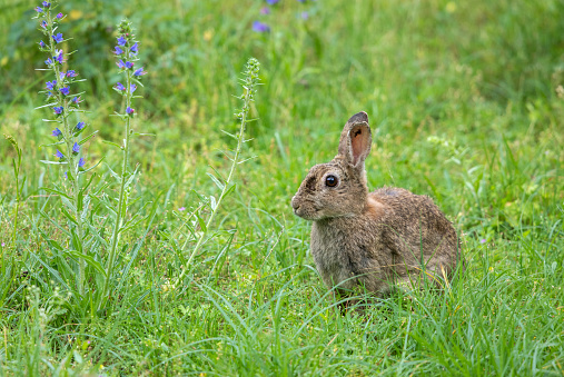 European rabbit sitting in a meadow.