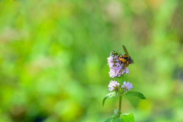 istock Fly on purple flower in green nature 1205350886