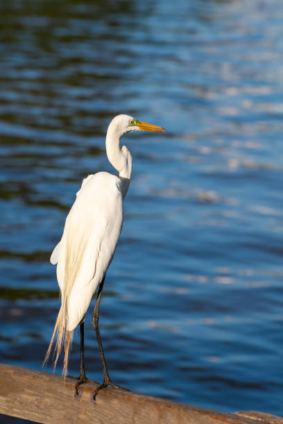 istock White egret on a wooden fence 1205351101