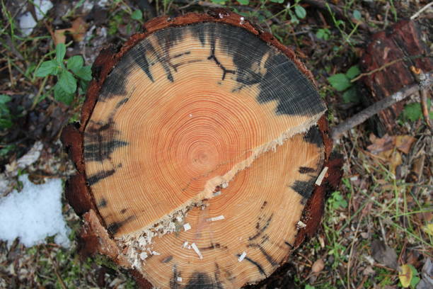 istock cut of a tree with rings in the forest 1205352148