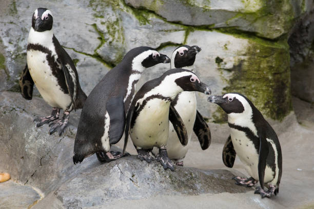 istock Meeting of jackass penguin on a rock 1205352658