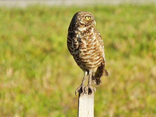 istock Burrowing Owl (Athene cunicularia) - resting on a wood post 1205353705