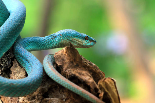 istock Blue viper snake closeup, Indonesian snake 1205355534