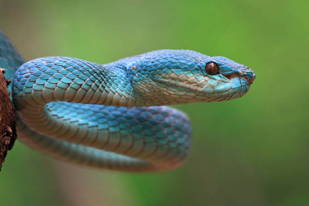 istock Blue viper snake closeup, Indonesian snake 1205356107
