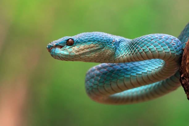 istock Blue viper snake closeup, Indonesian snake 1205356130