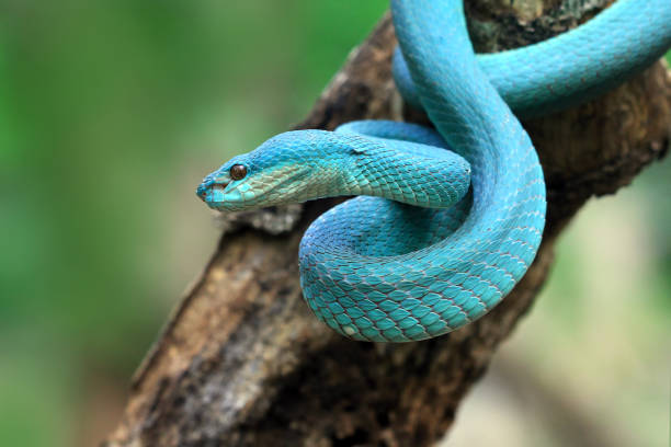 istock Blue viper snake closeup, Indonesian snake 1205356142