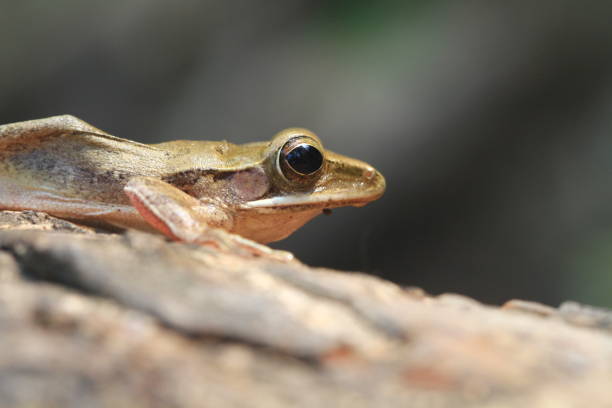 Little brown tree frog on wood, brwon tree frog, closeup frogs