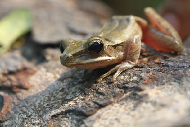 istock Little brown tree frog on wood, brwon tree frog, closeup frogs 1205356249