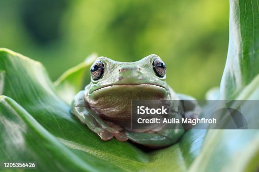istock Dumpy frog on green leaves, Dumpy frog sitting on branch 1205356426