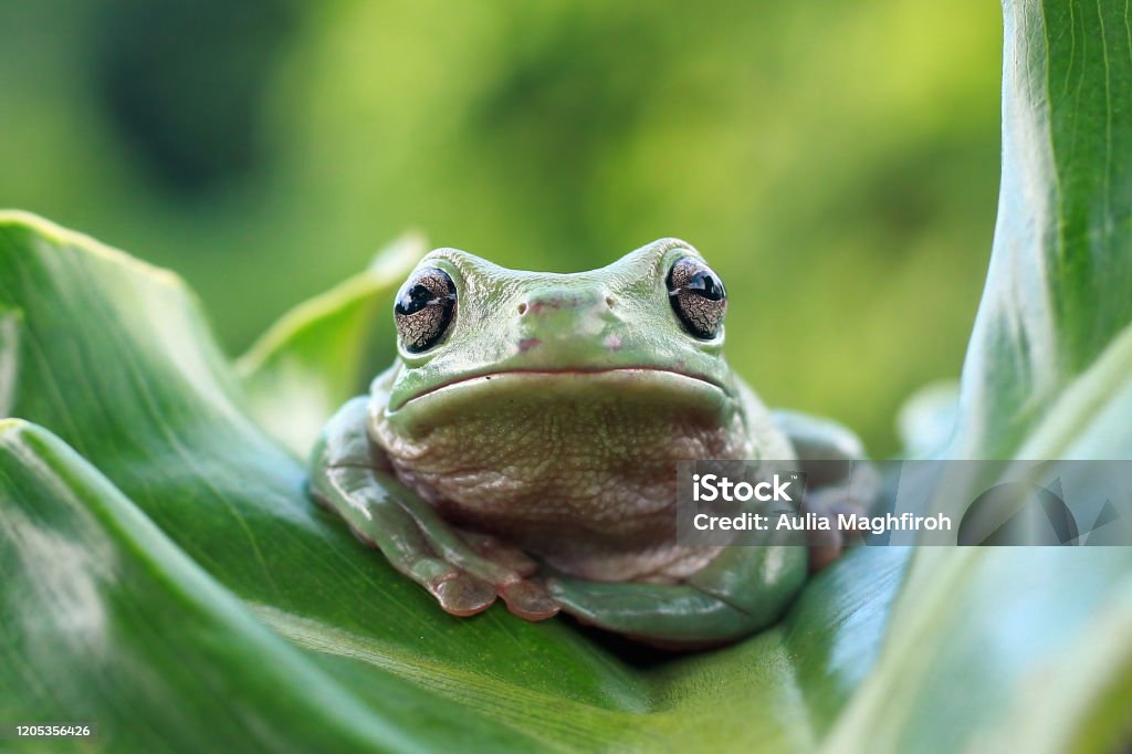 Dumpy frog on green leaves, Dumpy frog sitting on branch Frog Stock Photo