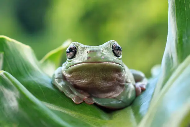 Photo of Dumpy frog on green leaves, Dumpy frog sitting on branch