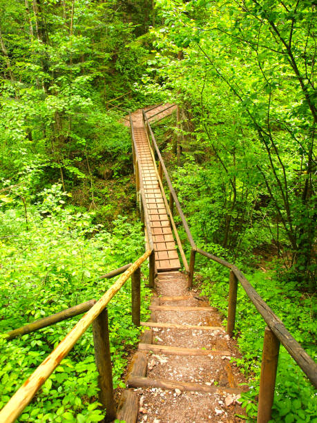istock Canyon trail with stairs 1205357508