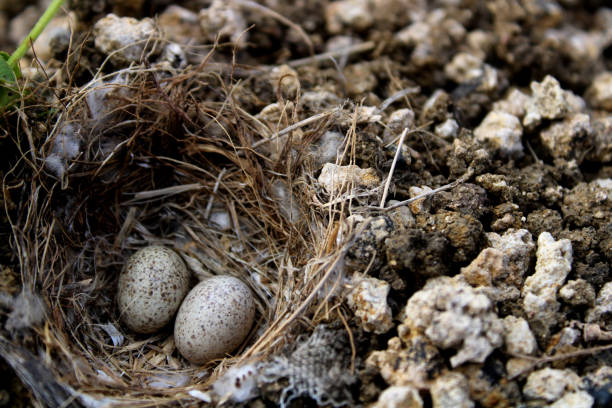 istock The bird's egg in the ground nest. 1205357577