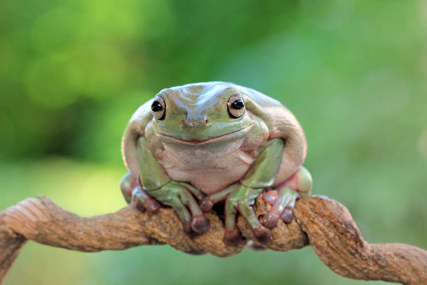 Dumpy frog on green leaves, Dumpy frog sitting on branch stock photo