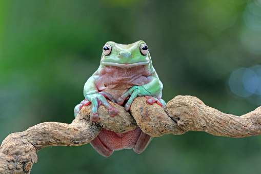 Dumpy frog on green leaves, Dumpy frog sitting on branch