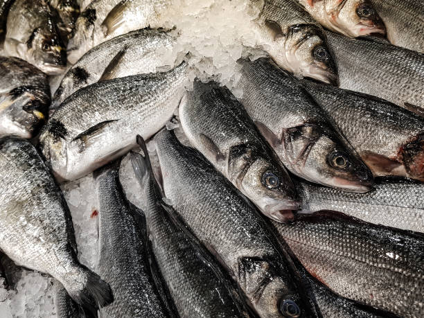 istock Freshly caught fish with ice on store shelve 1205357859