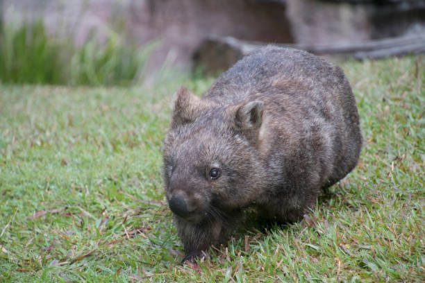 istock A cute wombat on the meadow 1205357923