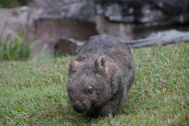 istock A cute wombat on the meadow 1205357998