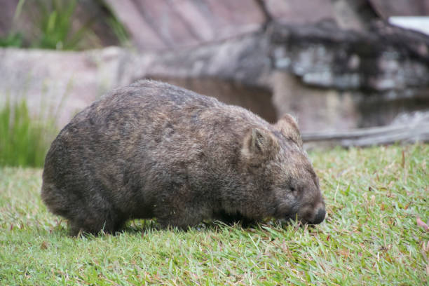 istock A cute wombat on the meadow 1205358067
