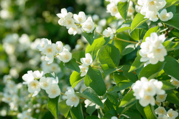 aus nächster nähe von weißen jasminblüten in einem garten. blühender jasminbusch am sonnigen sommertag. natur-hintergrund. - jasmin stock-fotos und bilder